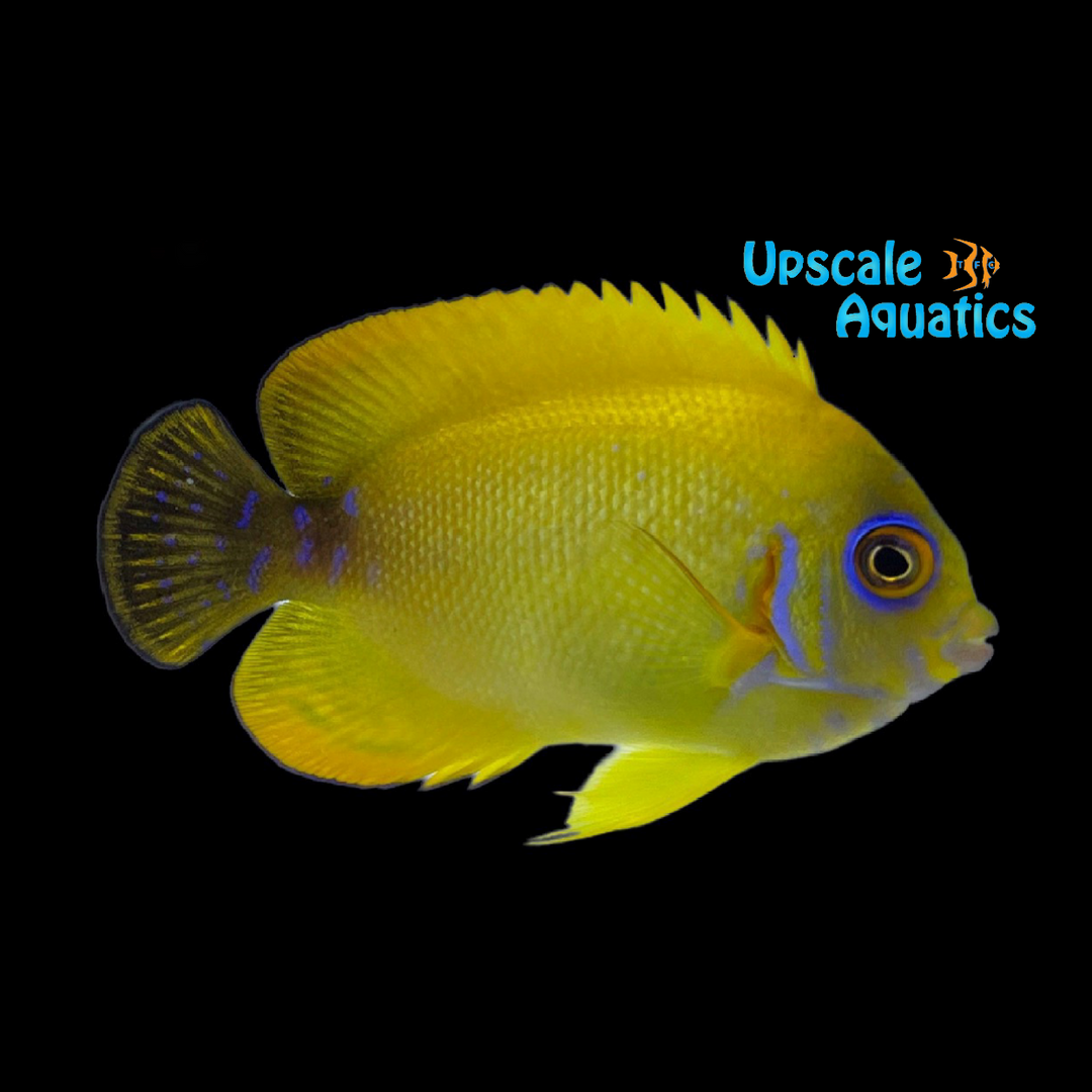 Lemonpeel x Half Black Angelfish Hybrid (Centropyge flavissimus x Centropyge vroliki)