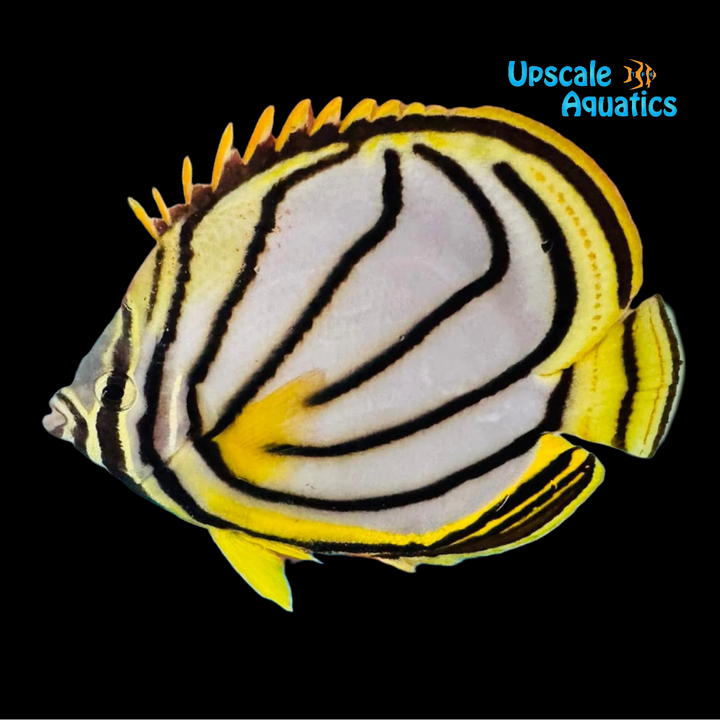 Scrawled Butterflyfish (Chaetodon meyeri)