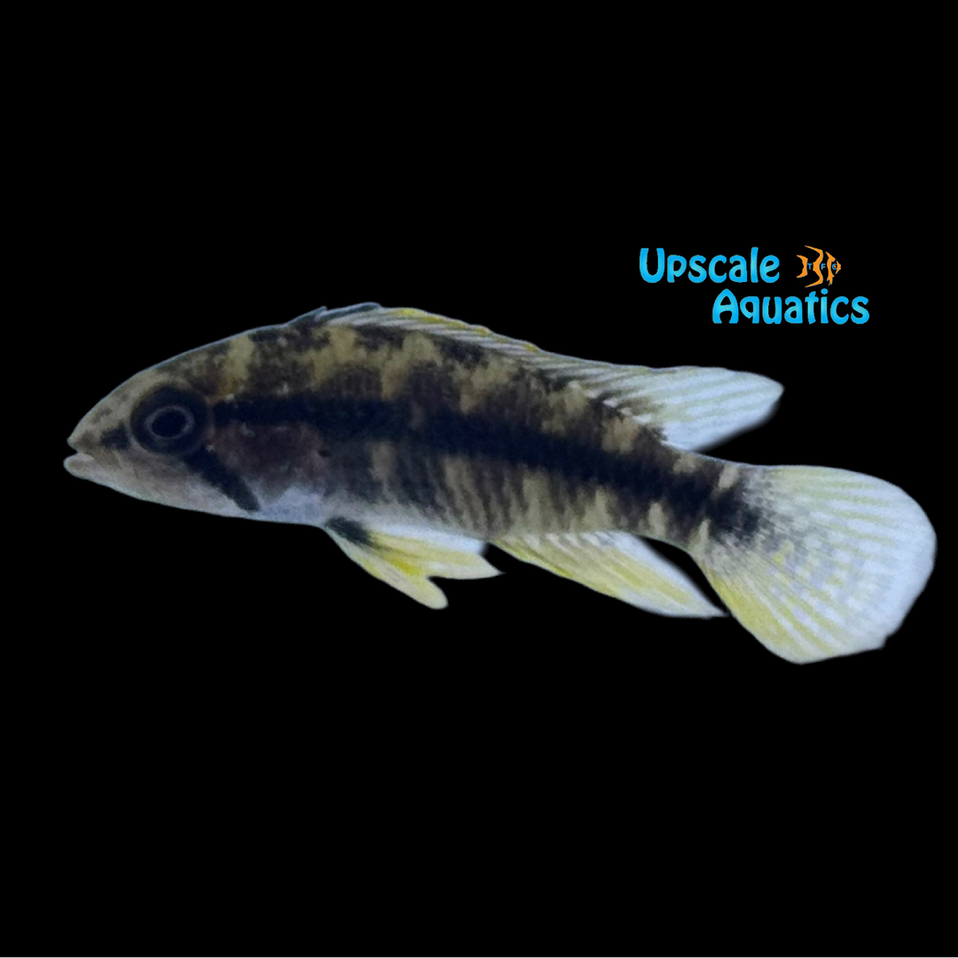 Apisto. Maravilha (Apistogramma maravilha)