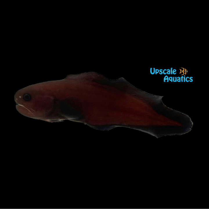 Black Widow Cusk Eel (Stygnobrotula latebricola)