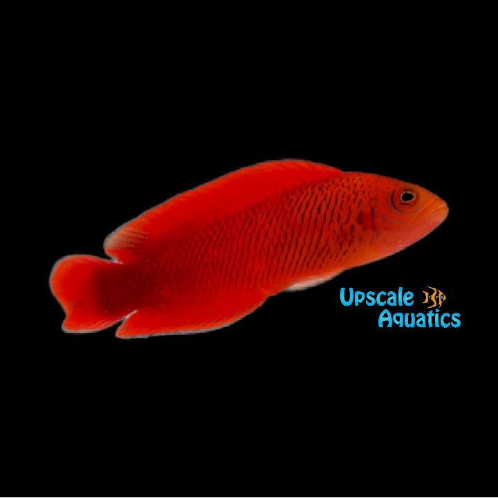 McCullichi Dottyback - Male (Cypho purpurescens)