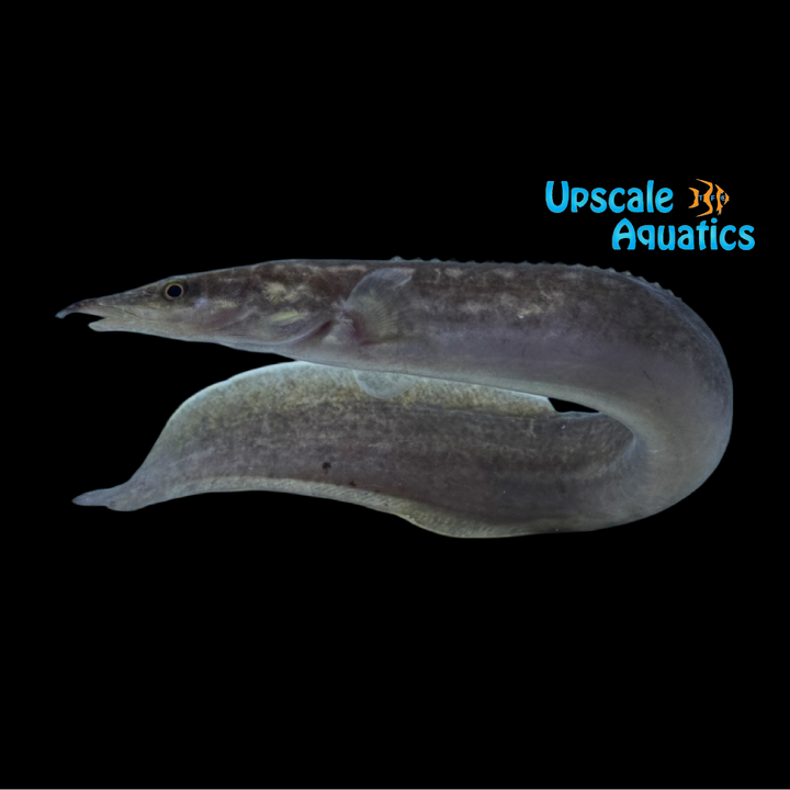 Singkarak Spiny Eel (Mastacembelus cf. Lake Singkarak)