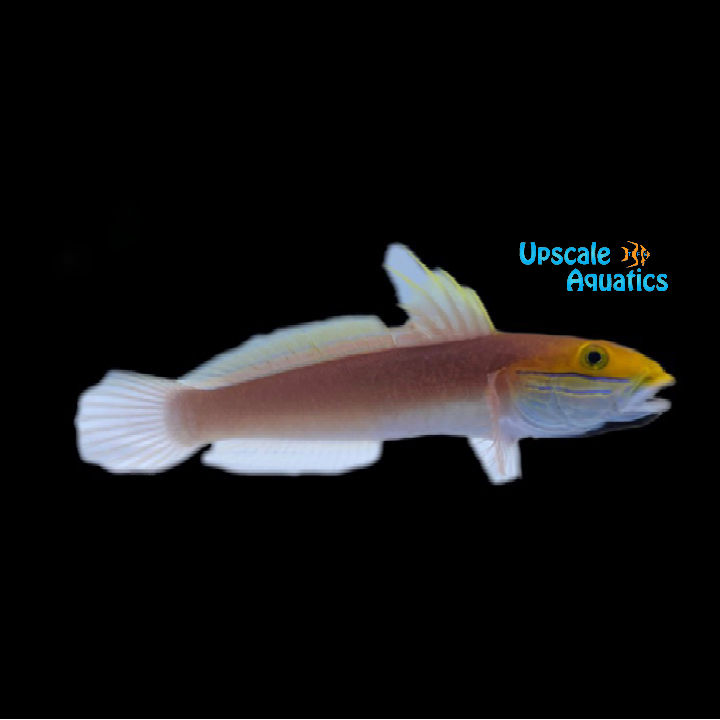 Bella Goby (Valenciennea bella)