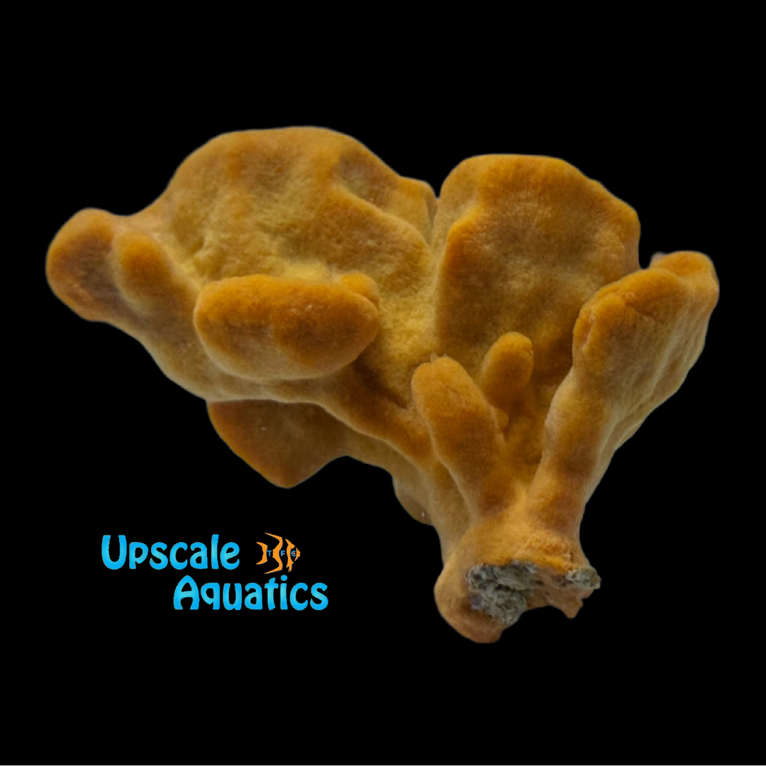 Orange Frilly Sponge (Axinella sp.)