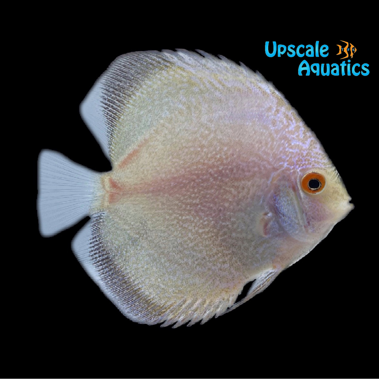 White Butterfly Discus (Symphysodon aequifasciatus) – Upscale Aquatics