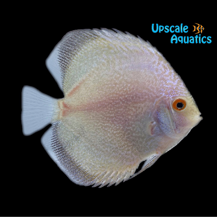 White Butterfly Discus (Symphysodon aequifasciatus)