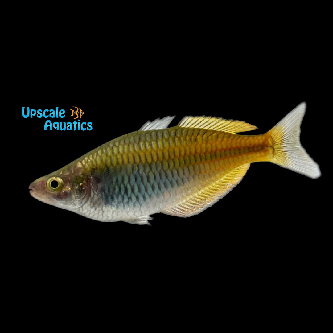 Boesemani Rainbowfish (Melanotaenia boesemani)