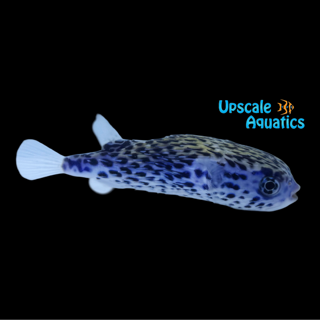 Blue Porcupine Puffer (Diodon eydouxii)