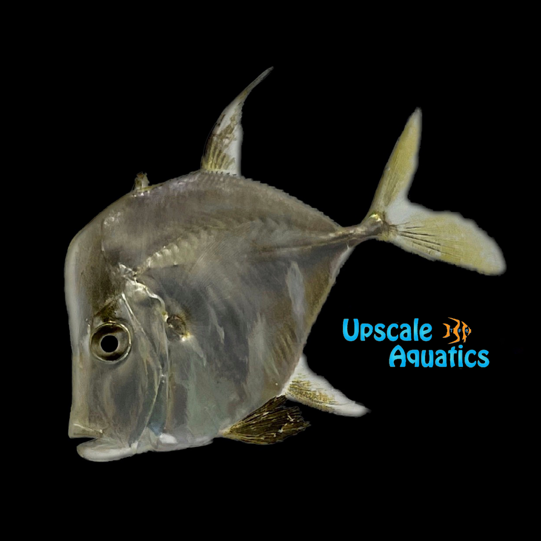 Lookdown - Captive Bred (Selene vomer)