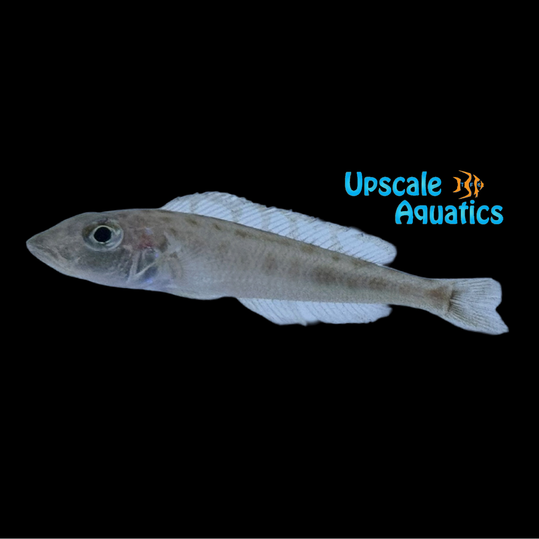 Enantiopus Melanogenys