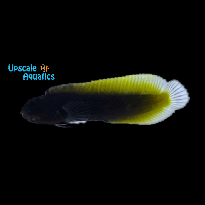 Flametail Blenny (Enchelyurus flavipes)