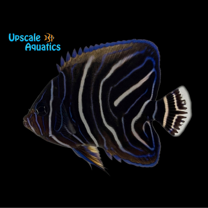 Koran Angelfish - Juvenile Misbar (Pomacanthus semicirculatus)