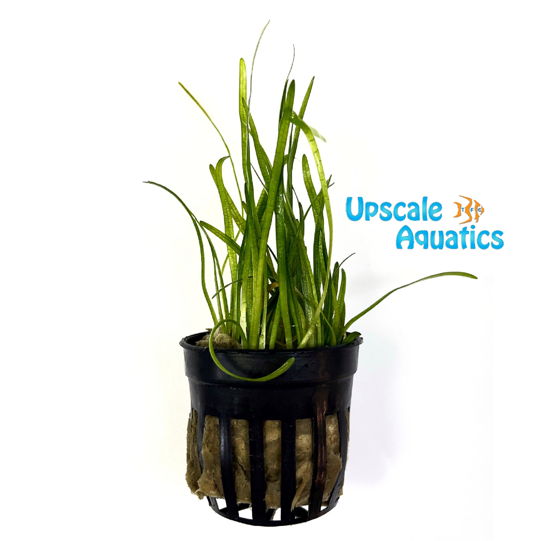 Pusillus Sagittaria (Sagittaria pusillus)