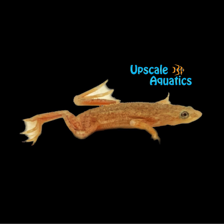 Gold African Dwarf Frog (Hymenochirus boettgeri 'gold')