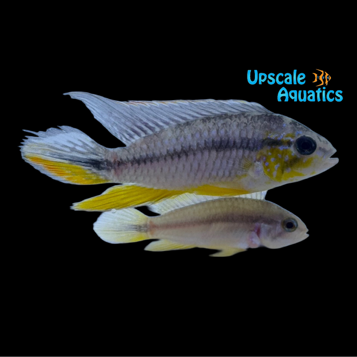 Tefe Blue Pearl Apisto. (Apistogramma agassizii netz 'Tefe Blue Pearl')