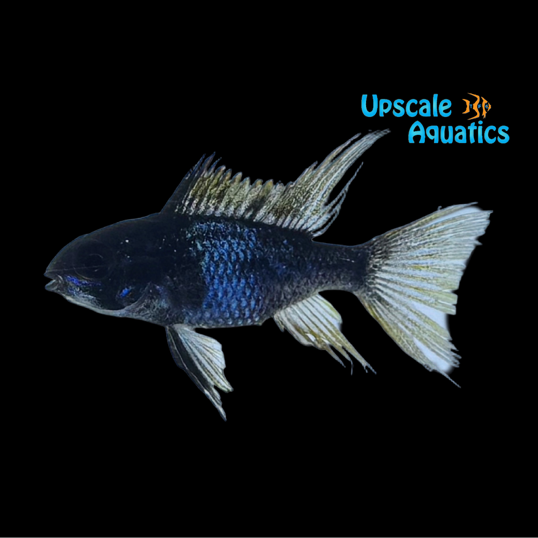 Black & Blue Lightning Ram (Mikrogeophagus ramirezi)