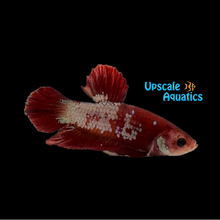 Hellboy Plakat Betta - Male (Betta splendens)