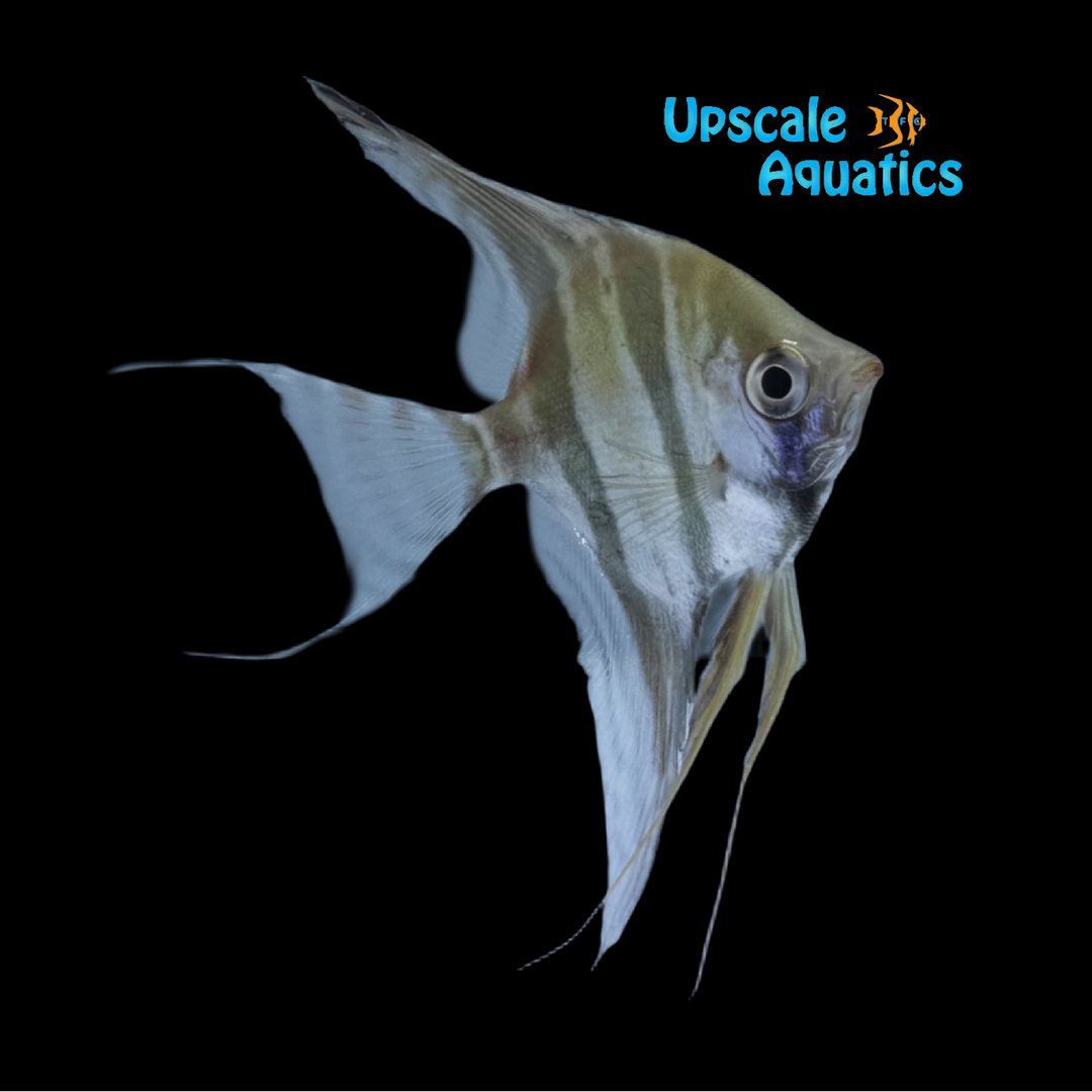 Rio Vichada Altum Angelfish - Wild (Pterophyllum altum)