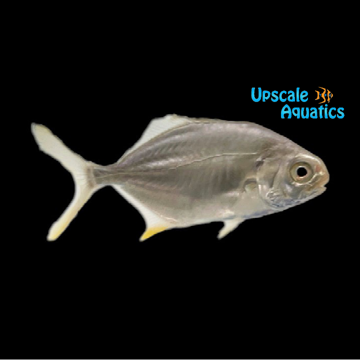 Pompano - Captive Bred (Trachinotus carolinus)