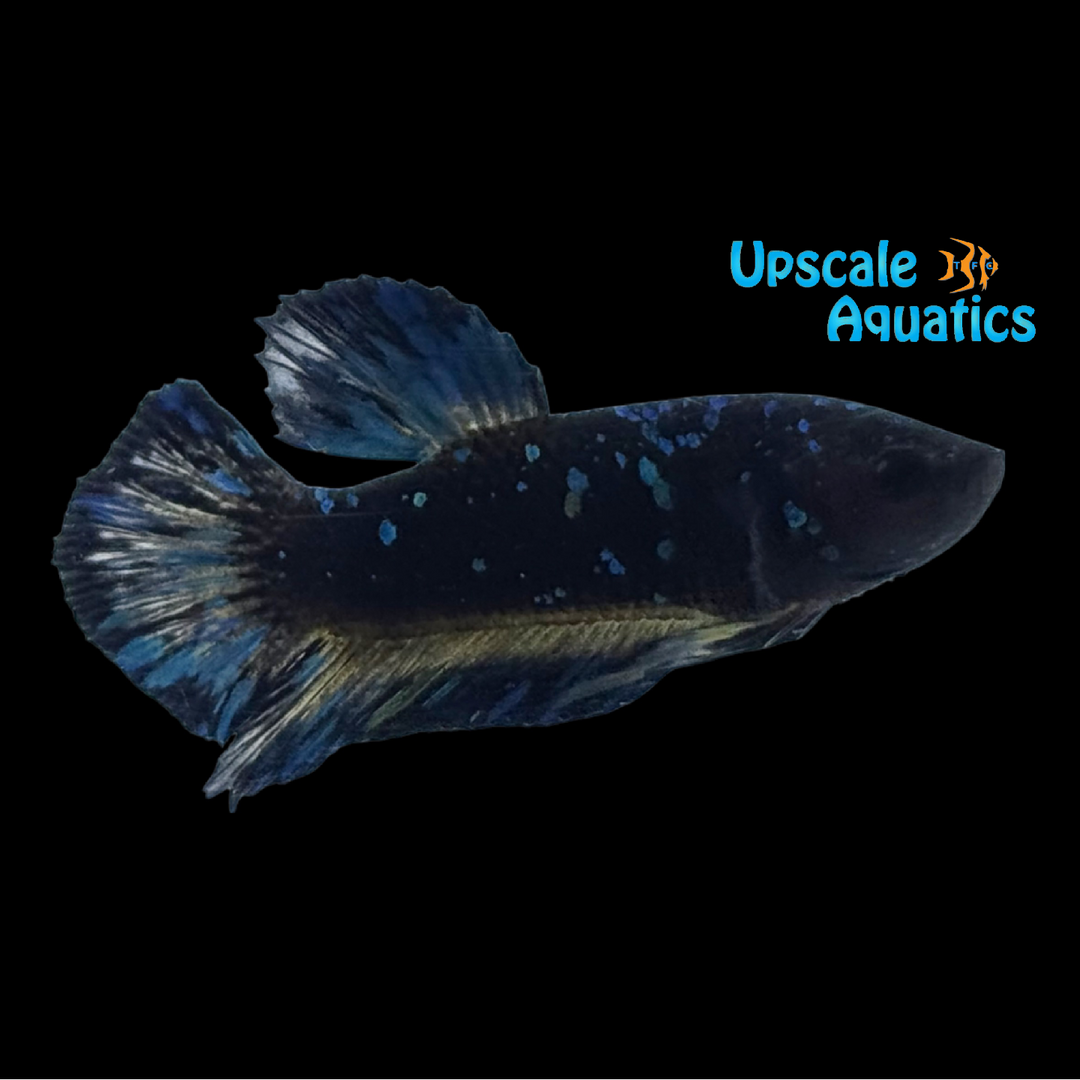 Black Star Plakat Betta - Male (Betta splendens)