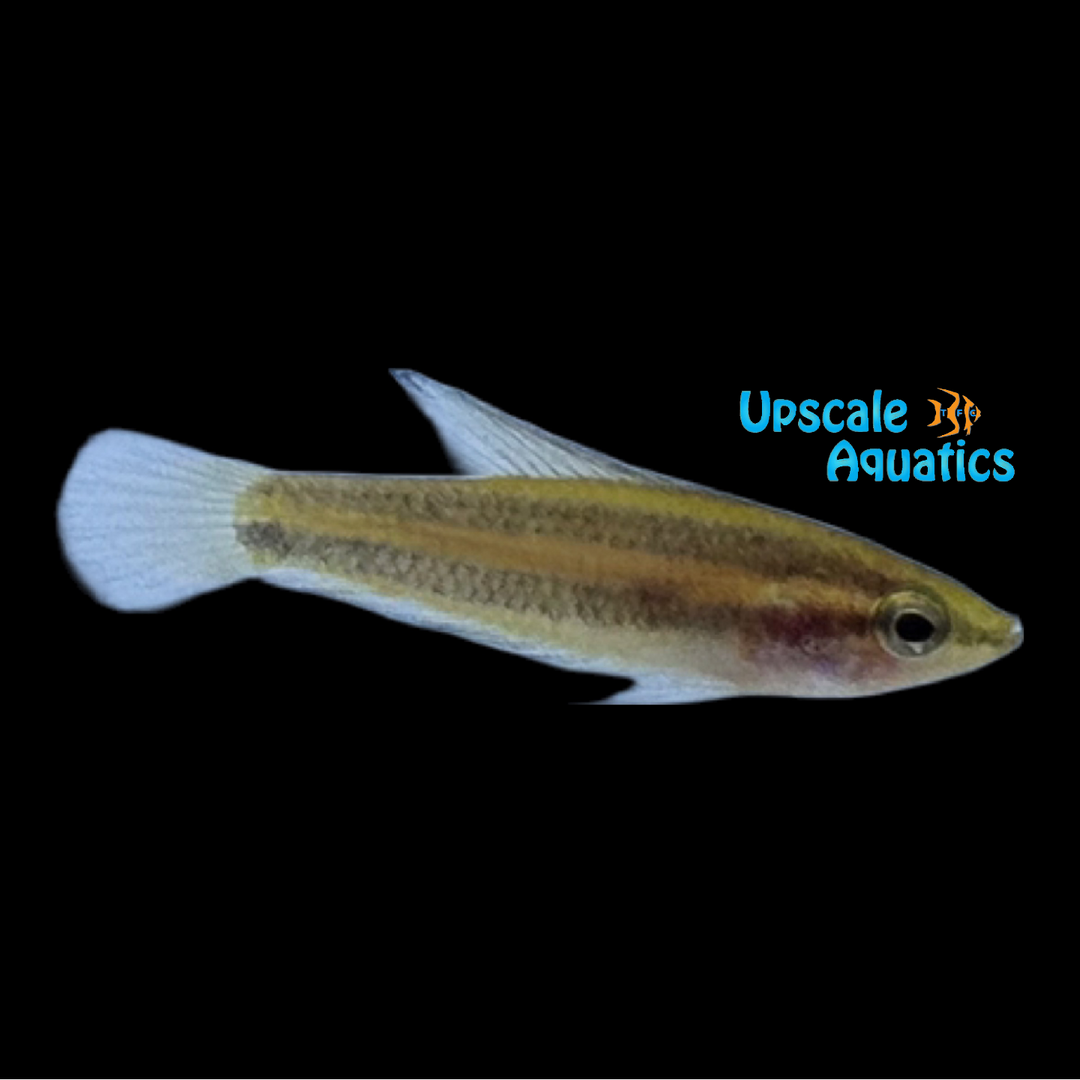 Julie's Licorice Gourami (Parosphromenus juelinae)