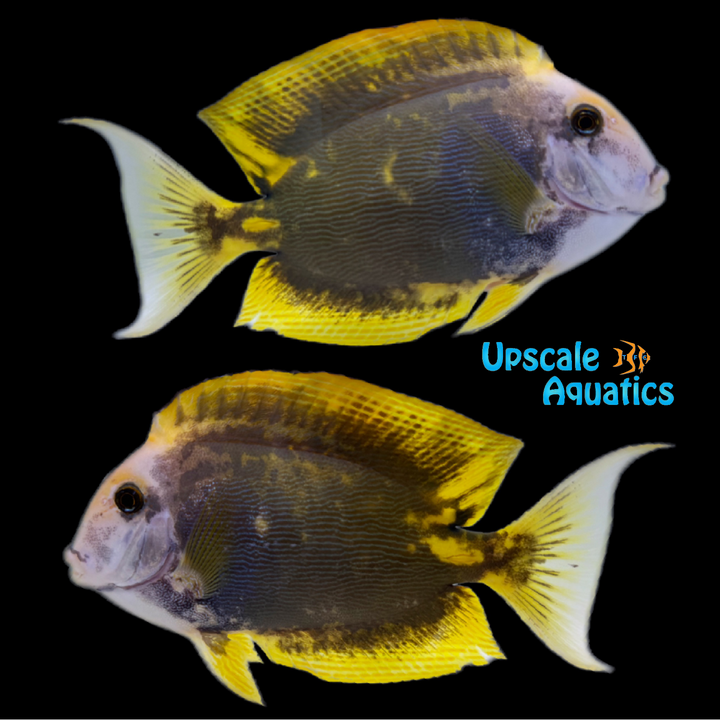 Aberrant Fine Striped Bristletooth Tang (Ctenochaetus sp.)