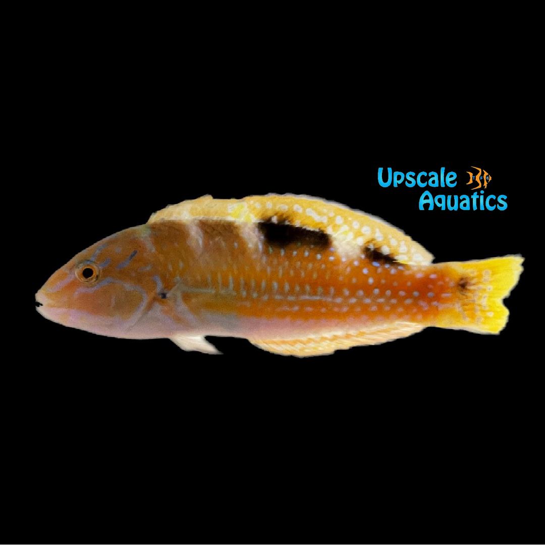 Puddingwife Wrasse (Halichoeres radiatus)