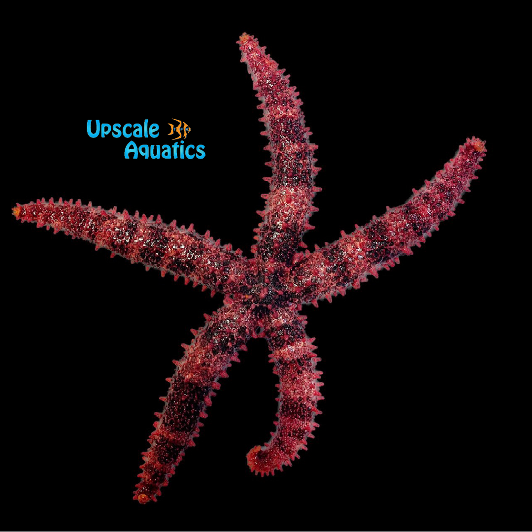 Bradley's Sea Star (Mithrodia bradleyi)