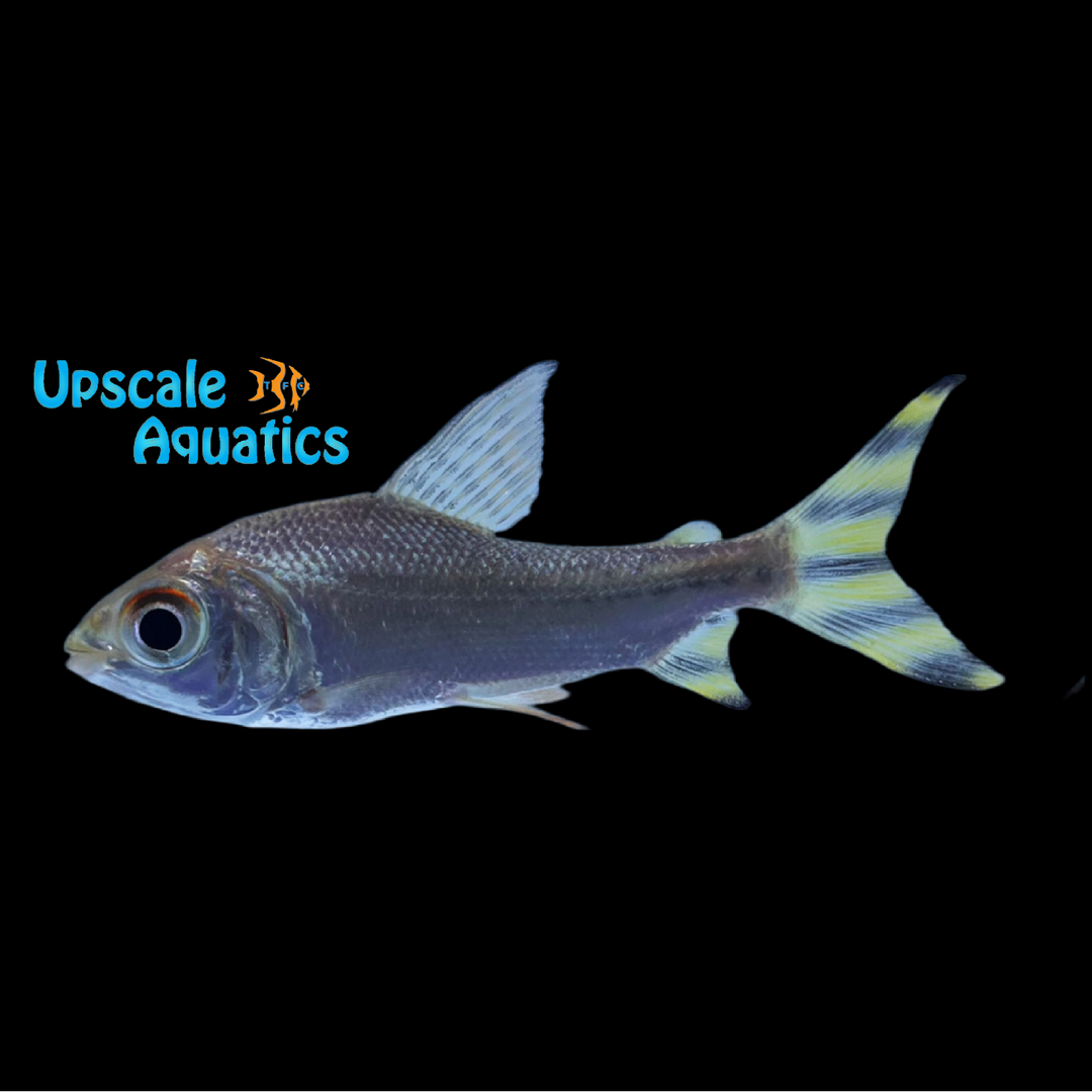 Flagtail Yellowfin Flagtail Prochilodus (Semaprochilodus kneri) – Upscale Aquatics