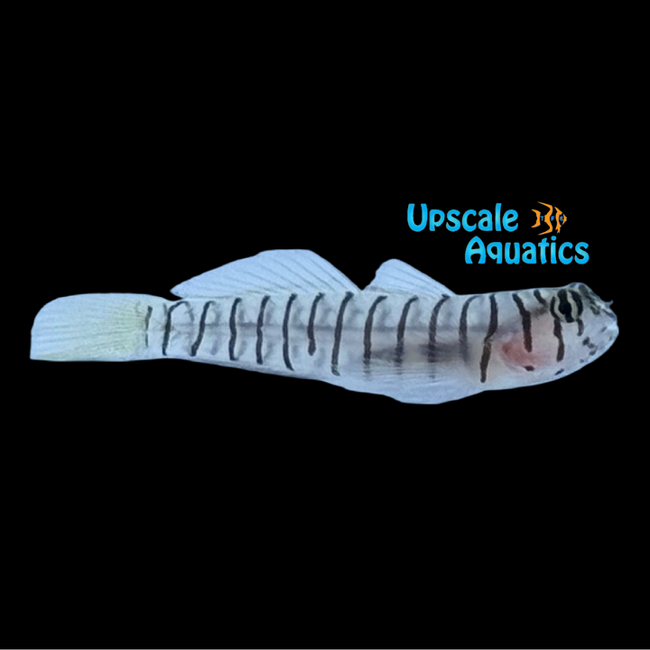 Tiger Goby (Tigrigobius macrodon)