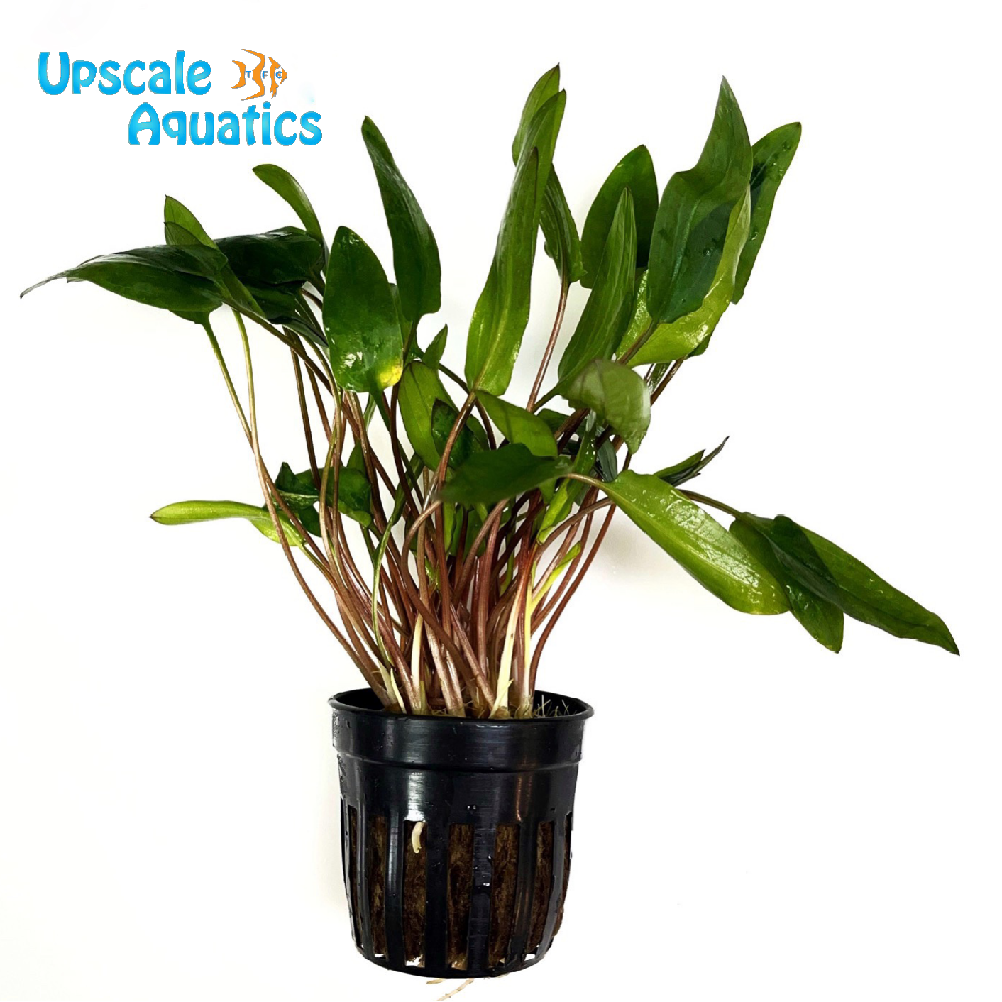 Affinis Red Crypt. (Cryptocoryne wendtii affinis red) – Upscale Aquatics