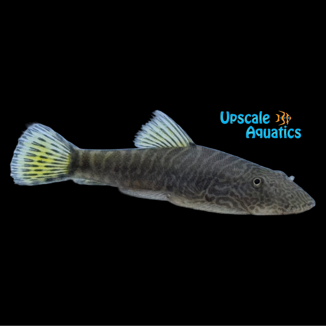 Yellow Leopard Hillstream Loach (Gastromyzon embalohensis)