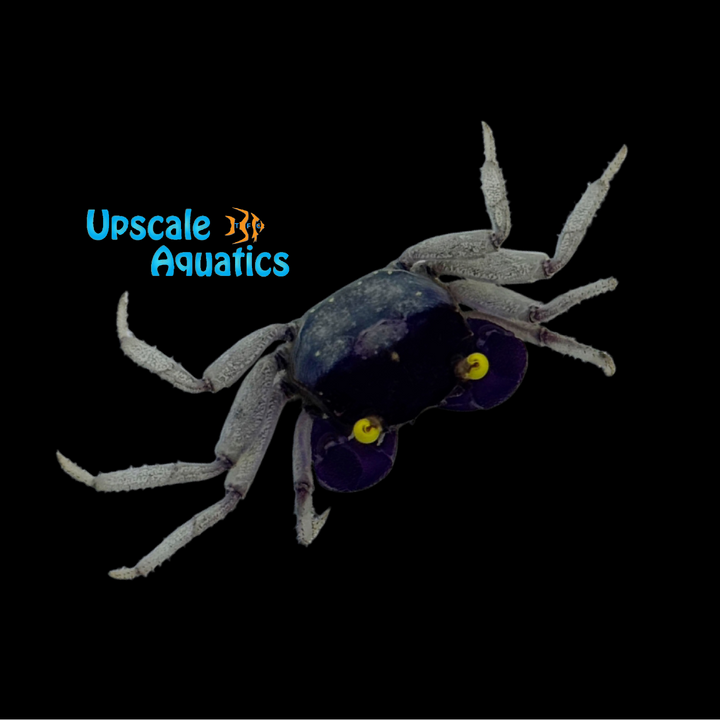 Orchid Vampire Crab (Geosesarma dennerle)
