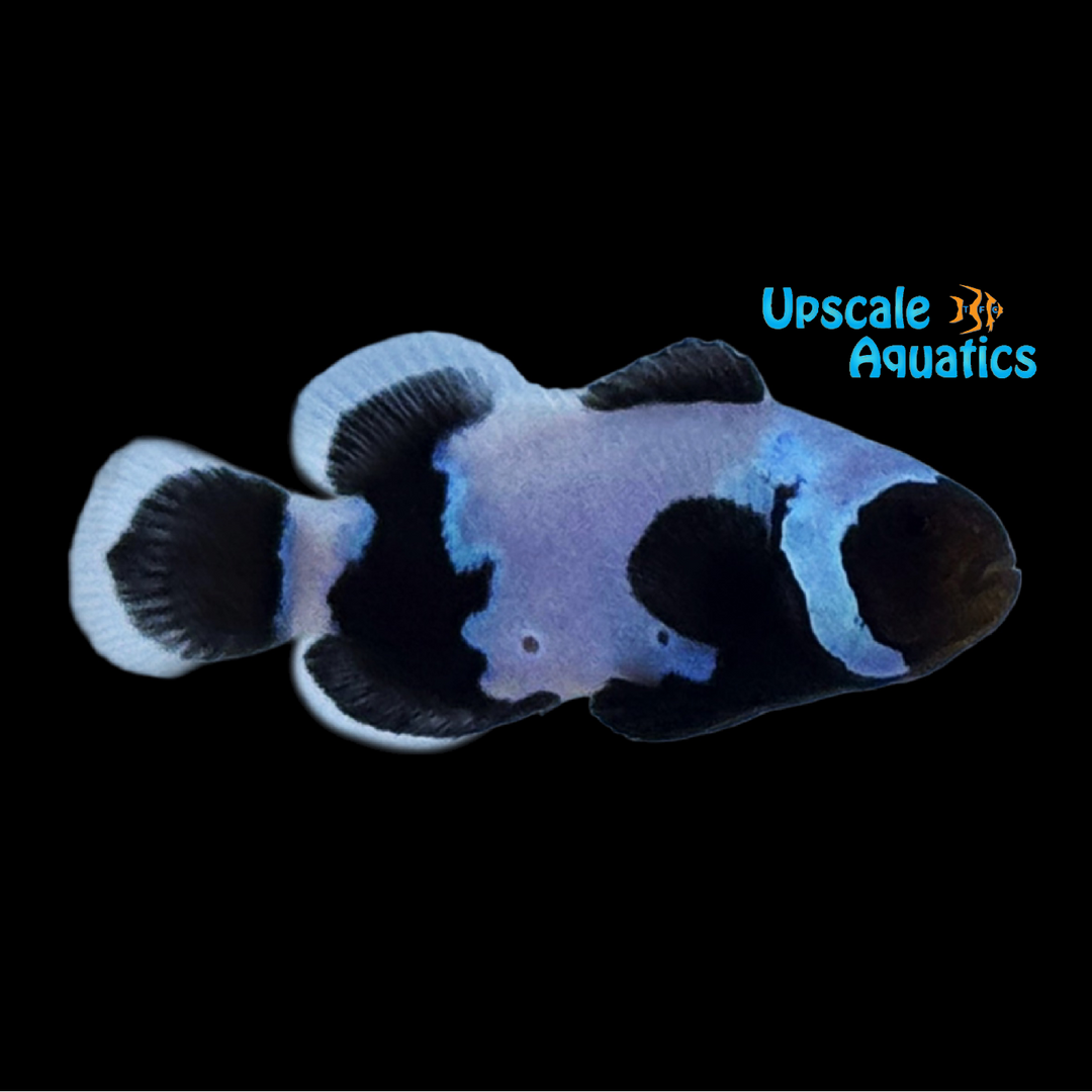 Extreme Black Snowflake Clownfish (Amphiprion ocellaris)