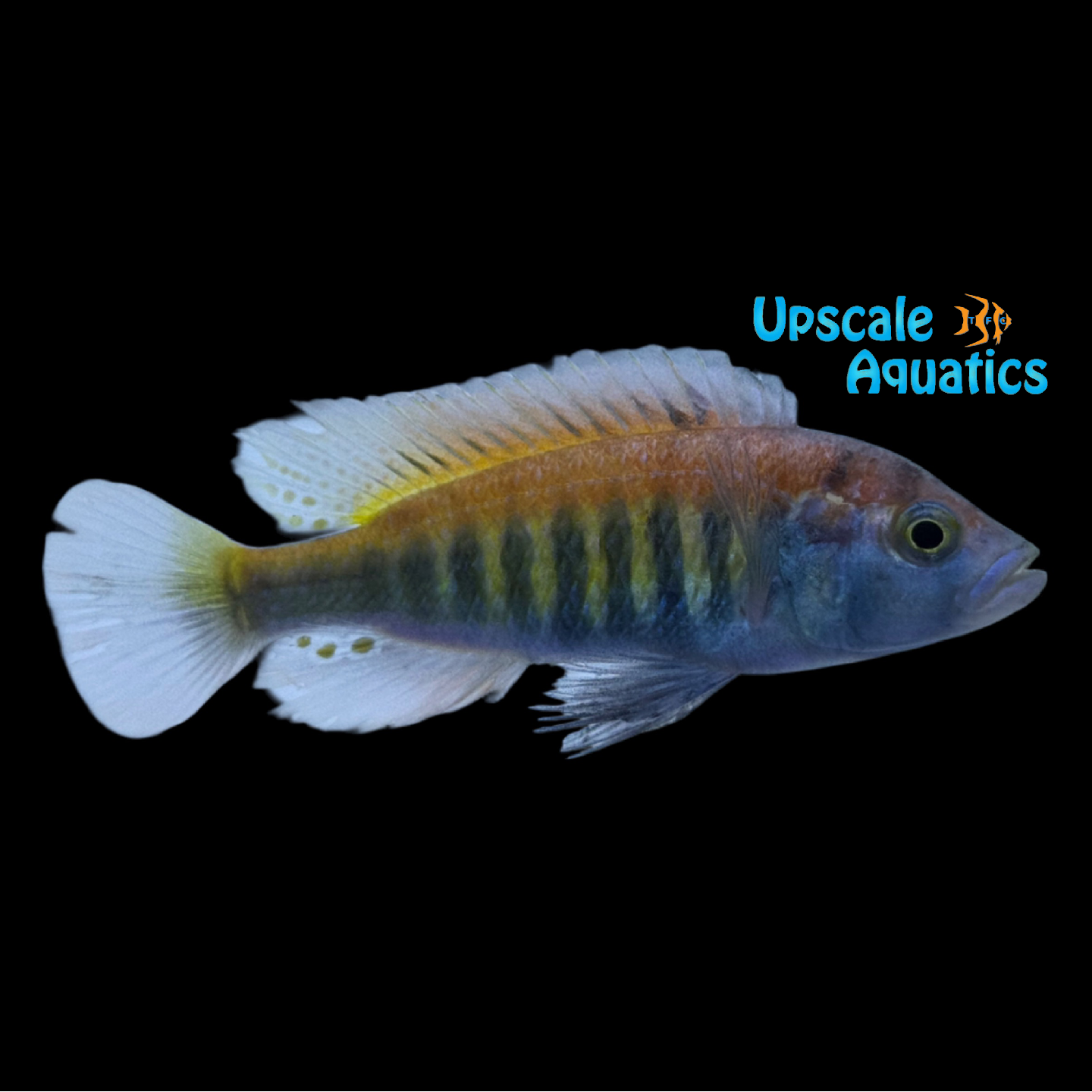 Python Island Nyererei Cichlid (Pundamilia Nyerere 'Python Island ...