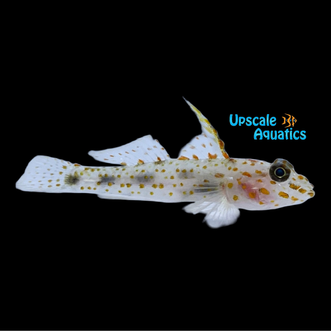 Blotched Sand Goby (Fusigobius inframaculatus)