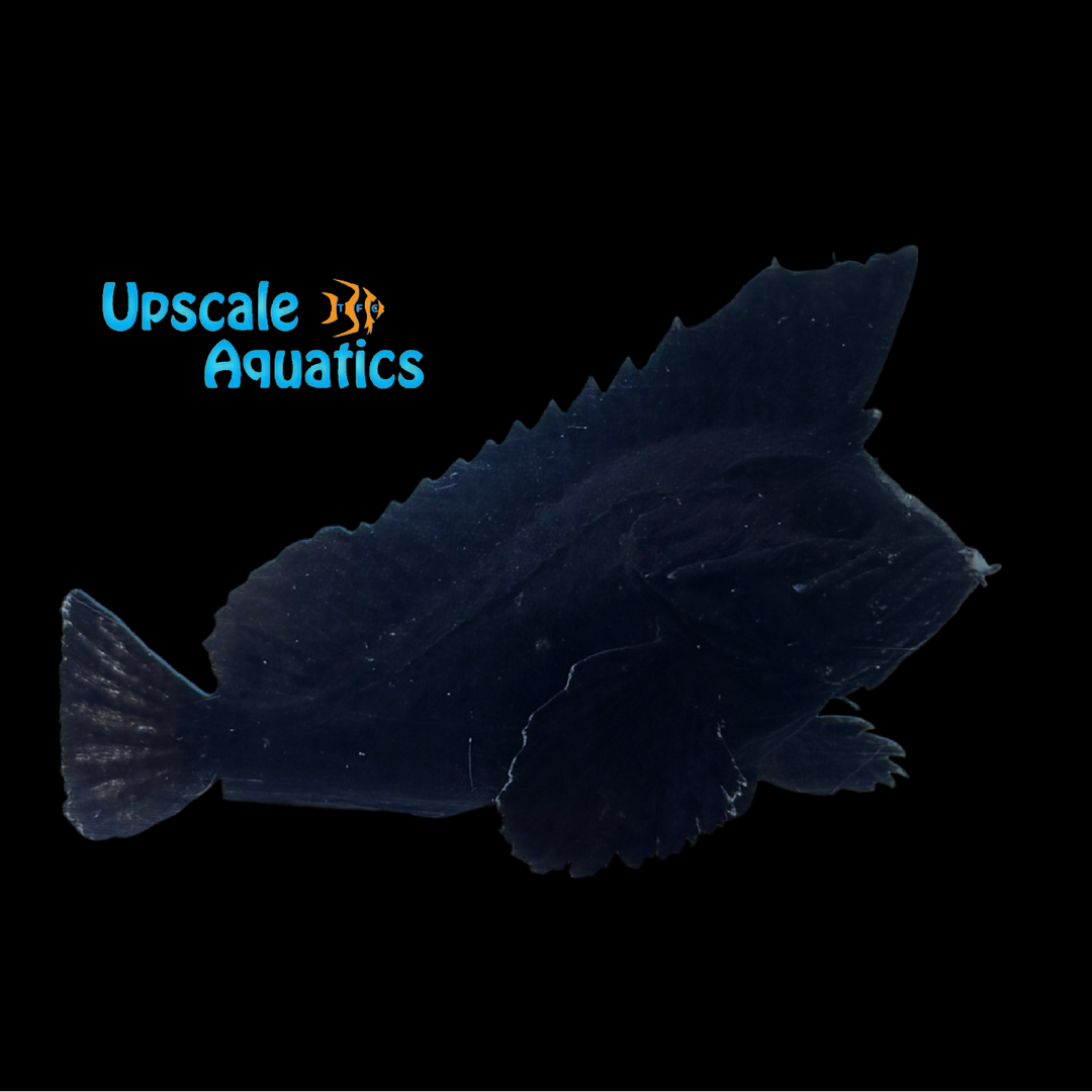 Freshwater Waspfish (Tetraroge barbata)