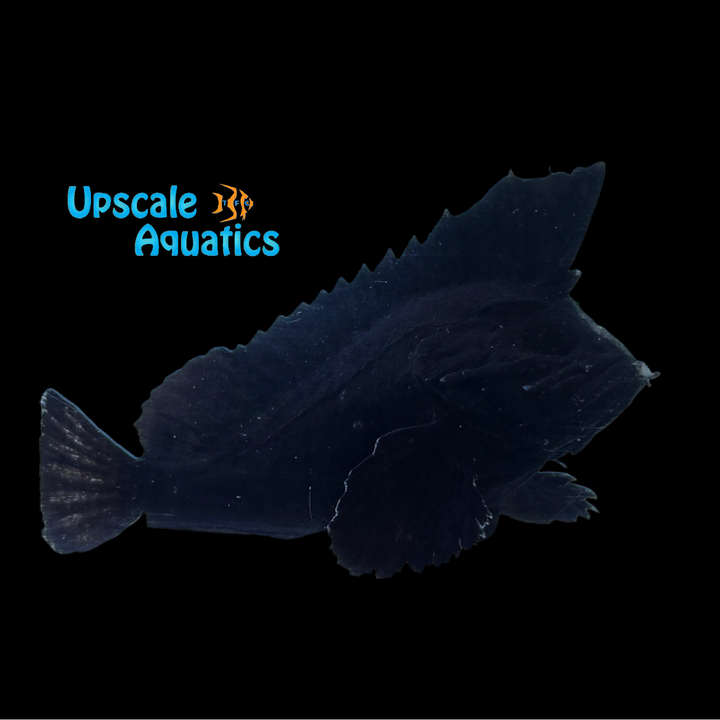 Freshwater Waspfish (Tetraroge barbata)