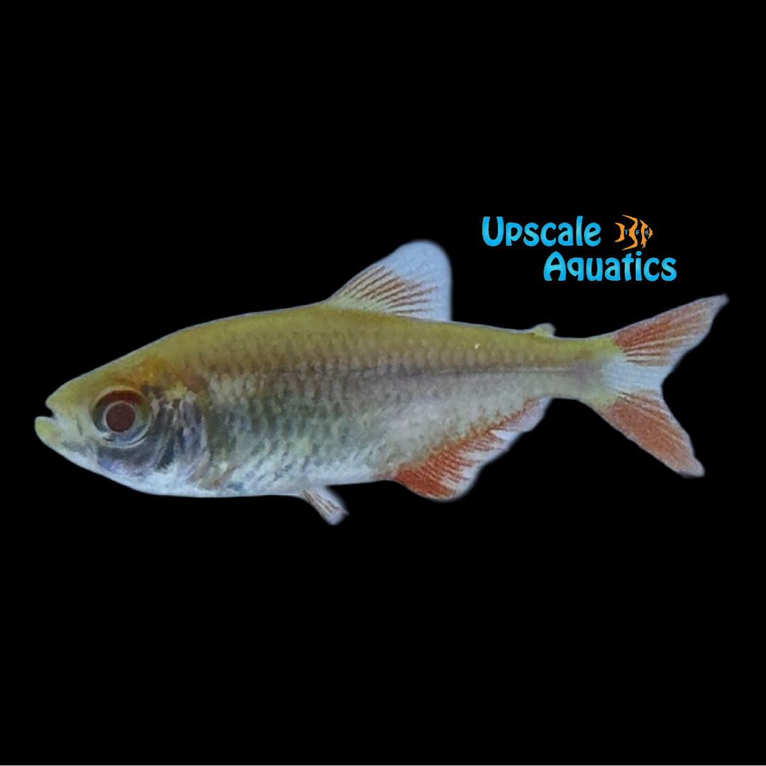 Albino Buenos Aires Tetra (Hemigrammus caudovittatus)