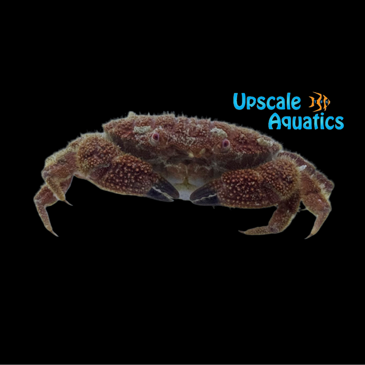 Red Eye Hairy Crab (Pilumnus sp.)