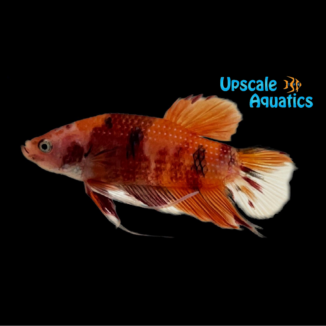 Giant Koi Plakat Betta - Male (Betta splendens)