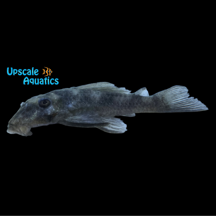 Luna Angel Pleco L339 (Hypancistrus lunaorum L339)