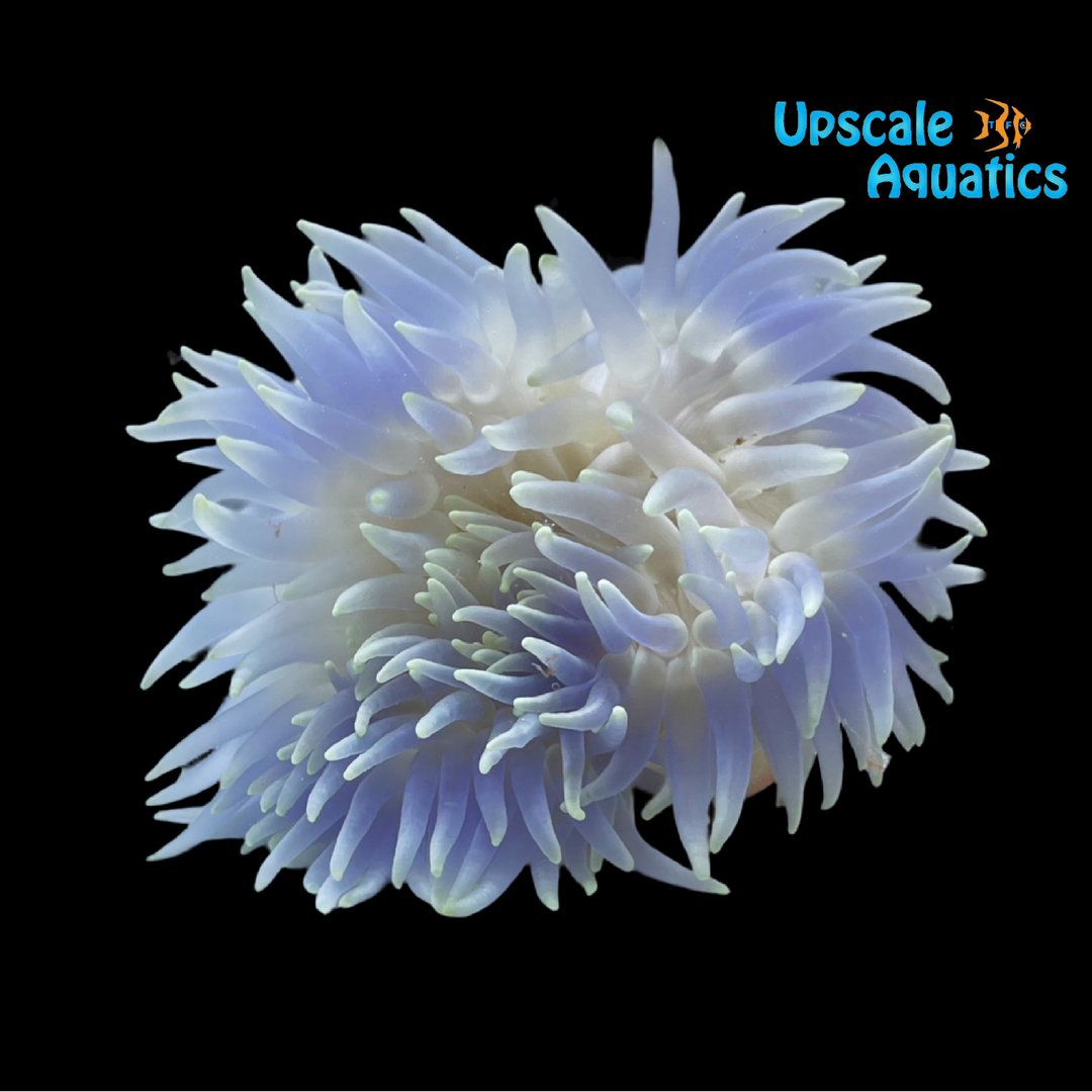 Blue Long Tentacle Anemone (Macrodactyla doreensis)