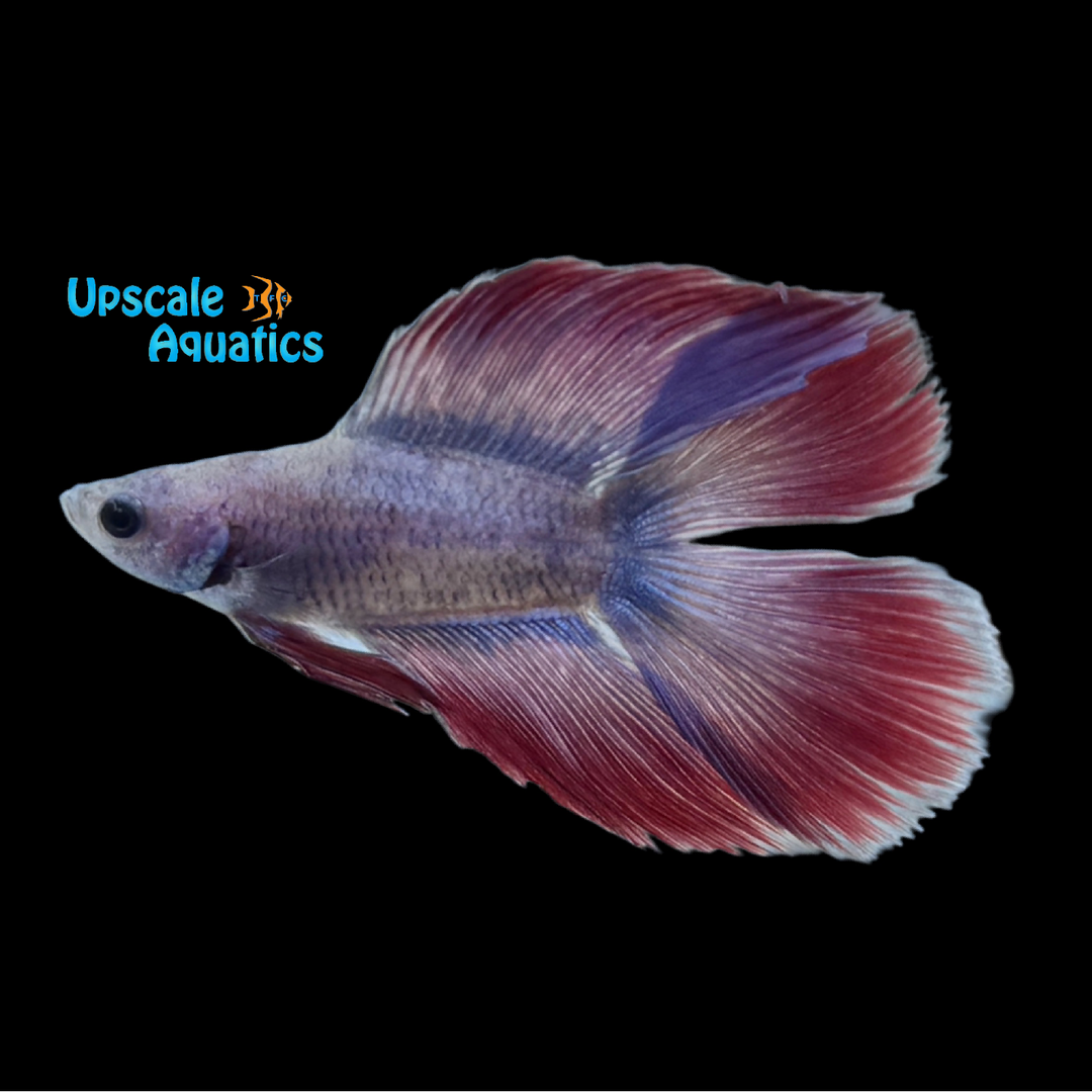 American Flag Twintail Betta - Male (Betta splendens)
