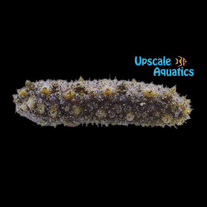 Sand Sifting Cucumber (Holothuria floridana)