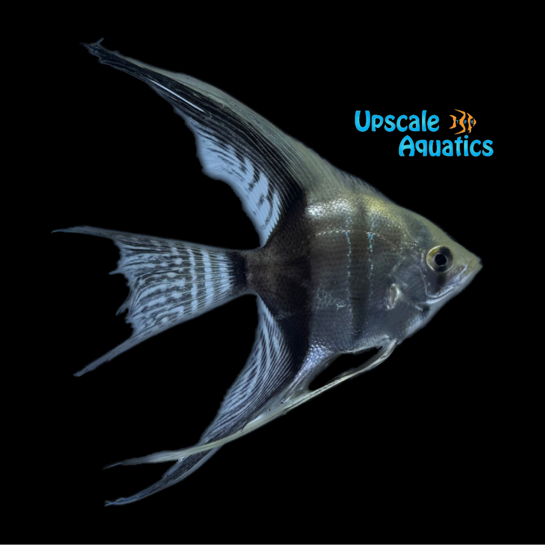 Half Black Veil Angelfish (Pterophyllum scalare)