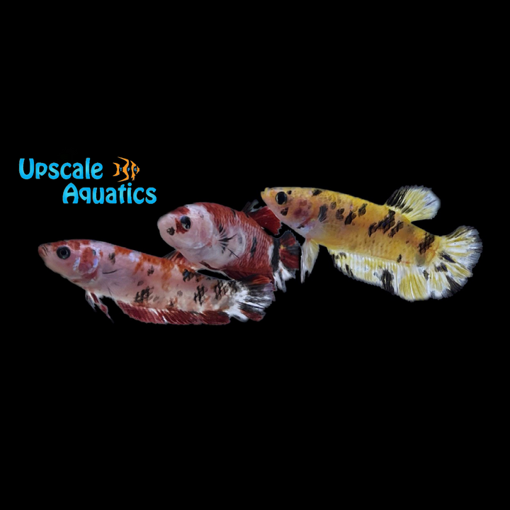 Koi Halfmoon Betta - Female (Betta splendens)
