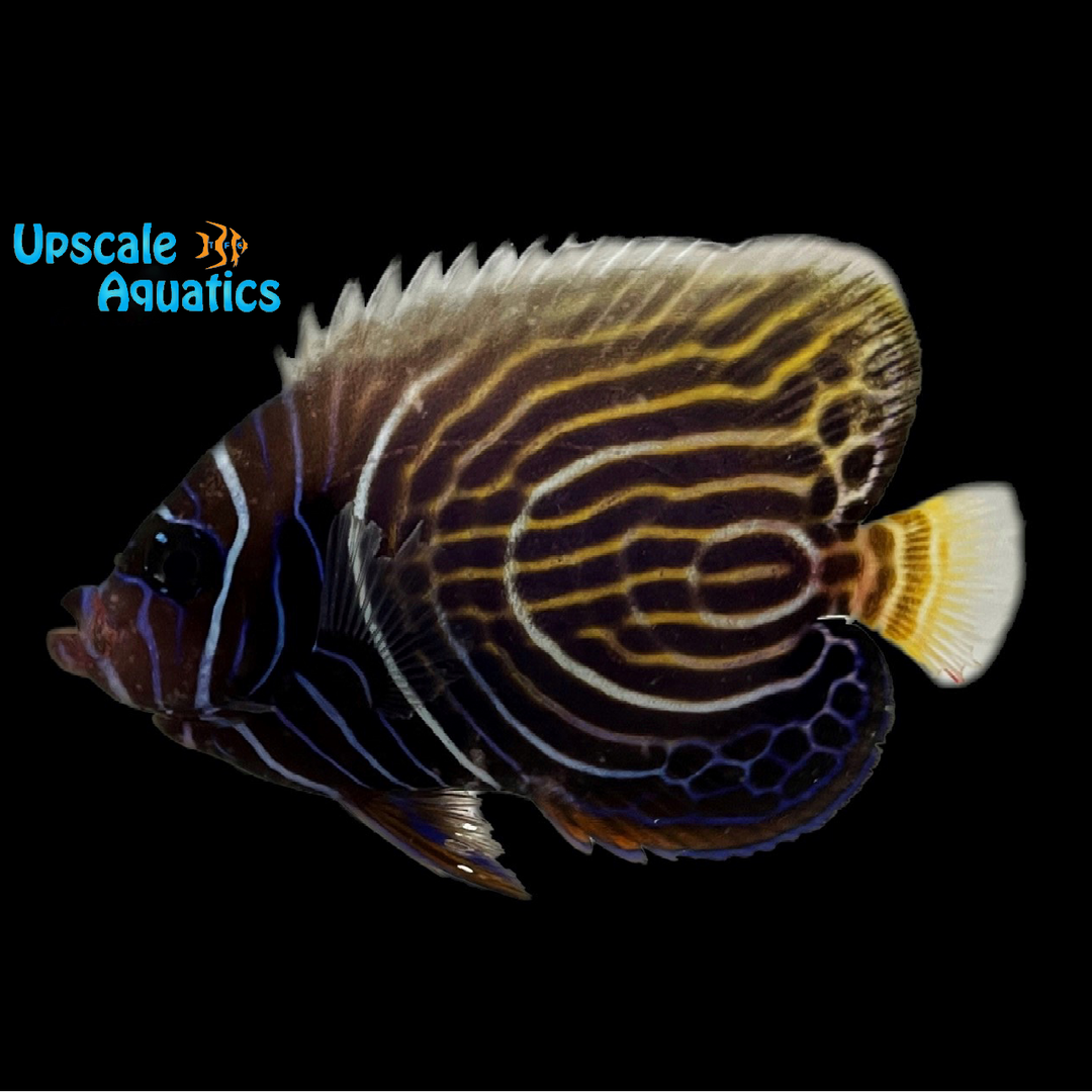 Emperor Angelfish - Transitioning (Pomacanthus imperator)