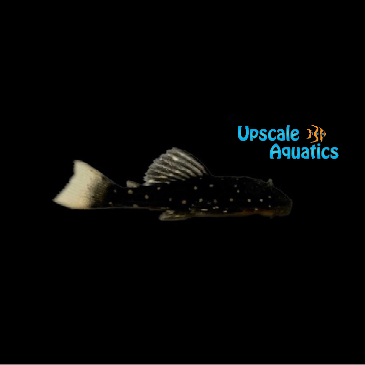 Golden Sailfin Pleco - Captive Bred (Hypostomus luteus) Luteus Phase 1 - Juvenile