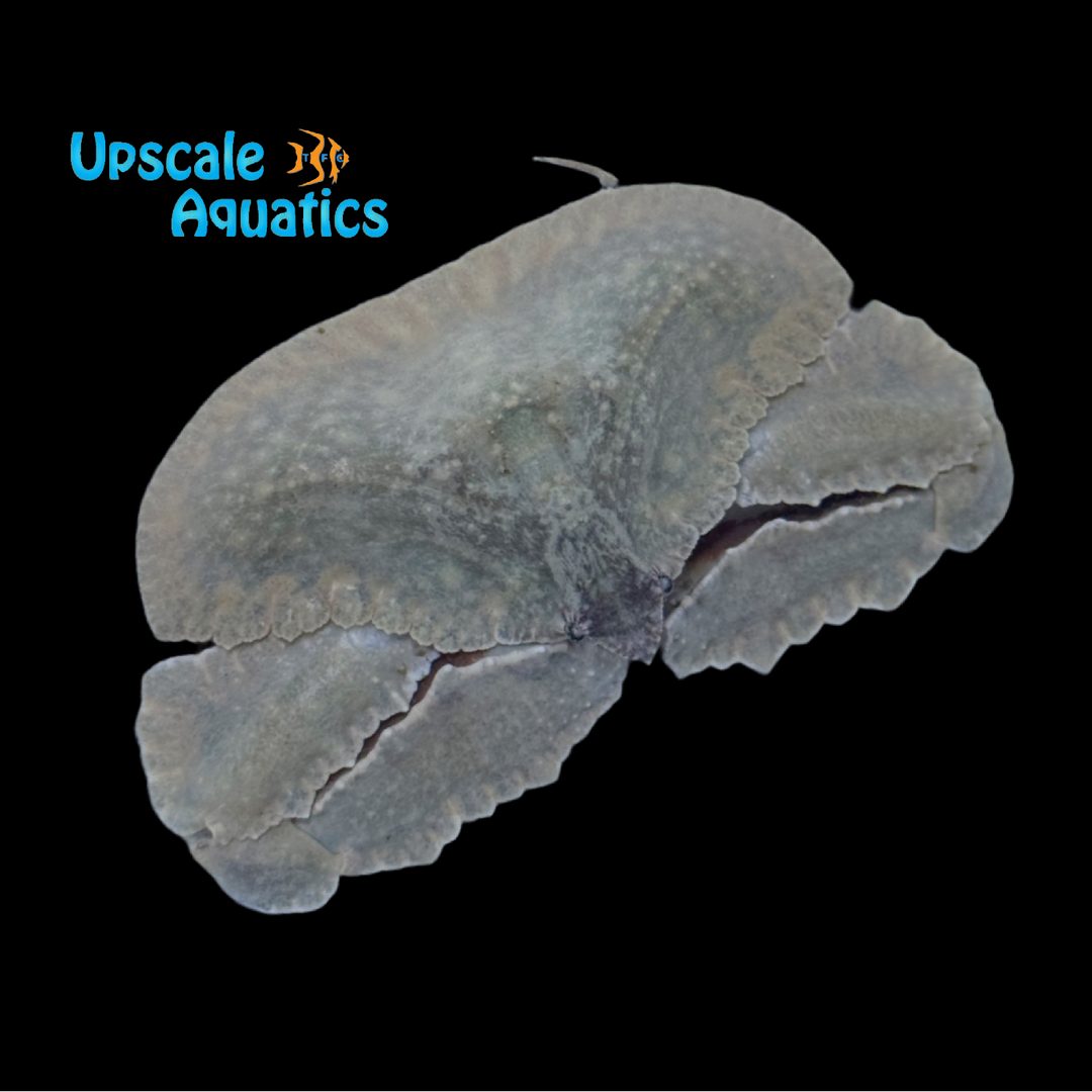 Domed Elbow Crab (Cryptopodia fornicata)